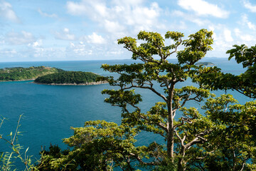 Obraz premium view of a big beautiful tree and the sea in thailand