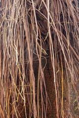 Long Tree Roots Spreading from the Tree Above