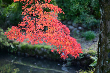 富山市・寺家公園の紅葉・名所