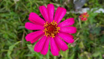 Fototapeta premium pink flower in the garden