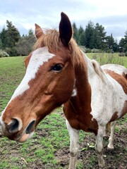 Obraz premium Face of spotted horse in field