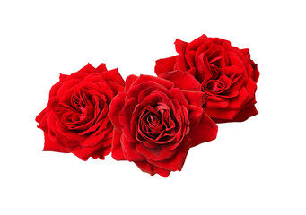 Red rose flowers in a festive arrangement isolated on white or transparent background. Floral...