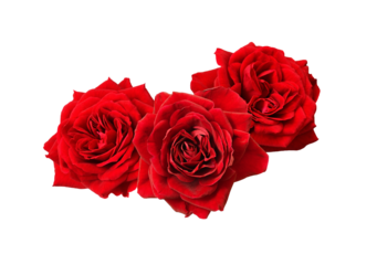 Red rose flowers in a festive arrangement isolated on white or transparent background. Floral wreath.