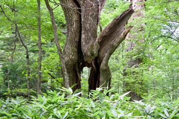Fototapeta premium Large tree with a split trunk