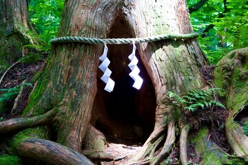 Cedar sacred tree with a sacred rope tied around it