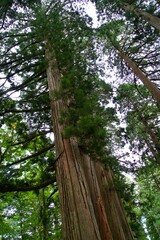 Fototapeta premium Big cedar tree in summer