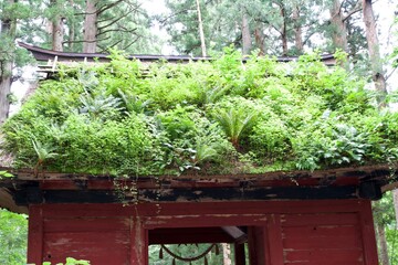Zuisinmon Gate of Togakushi Shrine where plants grow