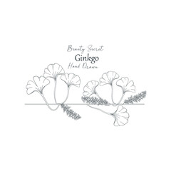 Vector illustration of Ginkgo biloba flower and branch frame.