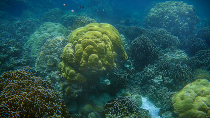 The big mustard hill coral under the sea
