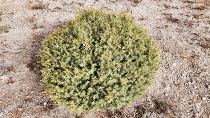 In autumn, a bush of the cade juniper tree (Juniperus oxycedrus) stands resilient and evergreen,...