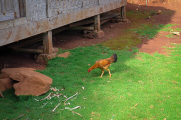 A yellow village chicken forages for food among vibrant green grass, showcasing its natural...