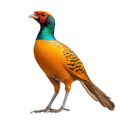 A yellow bird with red eyes stands on a white background Transparent Background