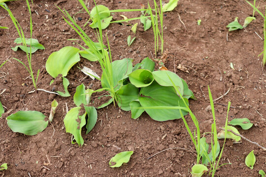 Close up of Kaempferia galanga, known as kencur or aromatic ginger, is a rhizome valued for its culinary uses and medicinal properties in traditional Southeast Asian practices.