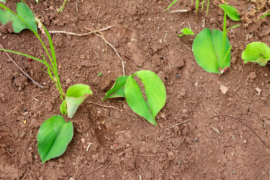 Close up of Kaempferia galanga, known as kencur or aromatic ginger, is a rhizome valued for its culinary uses and medicinal properties in traditional Southeast Asian practices.