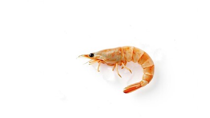 Single shrimp in isolation on white background with surrounding ice crystals, shrimp, frozen food