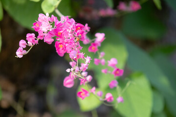Fototapeta premium A delicate cluster of pink flowers intertwined on a vine, with a bee busily gathering nectar