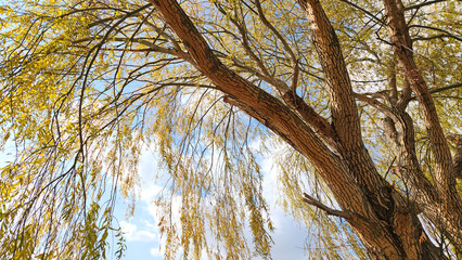 In autumn, a white willow (Salix alba) tree transforms into a picturesque view of seasonal change. This elegant tree, with its delicate, slender leaves, shifts from vibrant green to stunning yellow. © cilicia