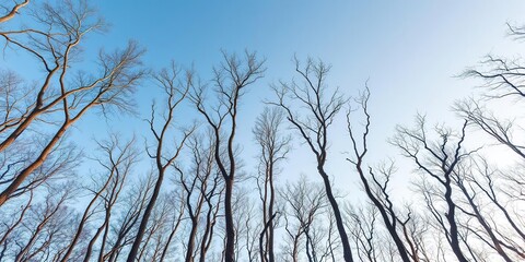 The skeletal remains of bare trees stretch towards the pale blue heavens like nature's own work of art, natural sculpture, skeletal branches, winter landscape