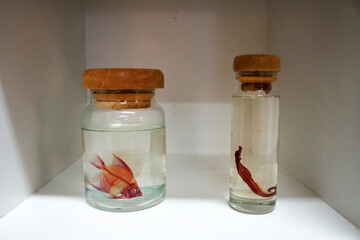 Colorful skeleton of angelfish and sea ​​horse in glycerin jars. Clearing and Staining in a jar.