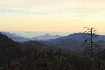 Cloudy sunset high in the mountains. The sky is yellow and the coniferous forest. There's a dry...
