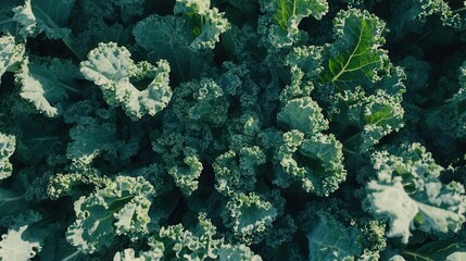 Close-up view of lush, vibrant kale leaves.