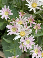 nature,animal,scene,dragon,snail,