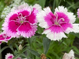 Obraz premium nature,animal,scene,dragon,snail,