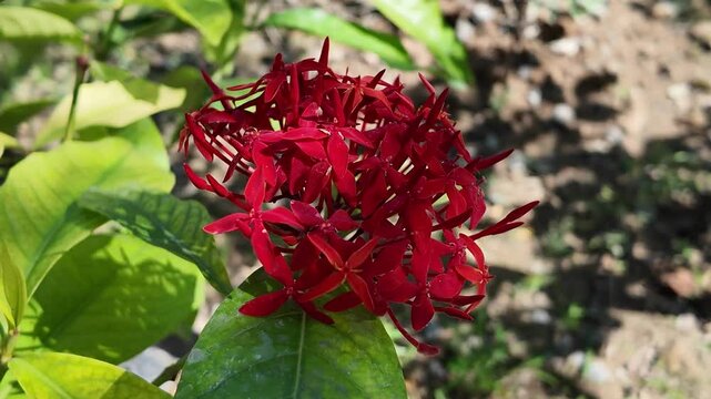 Vibrant Red Ixora Flower: A close-up of a stunning red ixora flower in full bloom, showcasing its intricate details and captivating beauty.  