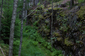 Obraz premium Fern leaves in a dark forest. Monrepos Park. Vyborg.