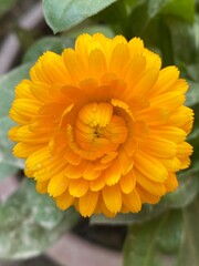 nature,animal,scene,dragon,snail,