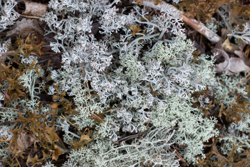 White plant texture reindeer lichen on rocks
