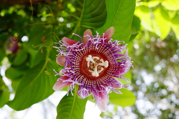 Blooming Purple passion flower in natural sunlight in tropical garden