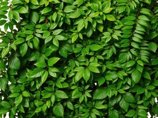 Obraz premium Lush green jungle foliage isolated on a white background, isolated