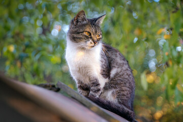 Attentive cat on the roof, green tree branches in the background