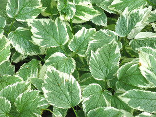 Variegated snout (Aegopodium podagraria Variegata)