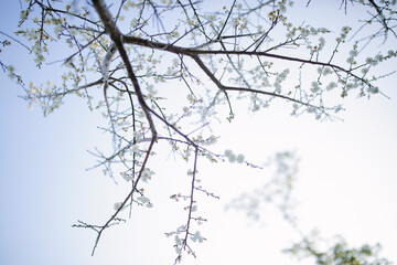 Obraz premium Japanese Cherry Blossom 1