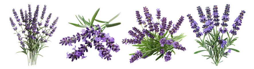 Fresh Lavender Sprigs Set Isolated Transparent Background PNG Image