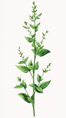 Fototapeta premium Water-leaf, A Delicate Green Plant with White Flowers
