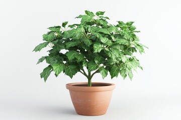Fototapeta premium Potted Plant with Lush Green Leaves