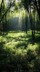 Obraz premium A serene forest scene with sunlight filtering through trees onto a lush green undergrowth.