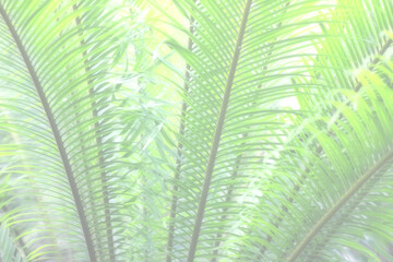 soft light palm leaves background