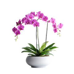 Naklejka premium A vibrant pink orchid plant with multiple stems and lush green leaves, elegantly displayed in a white pot.