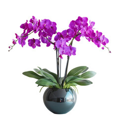 Naklejka premium A vibrant arrangement of purple orchids in a sleek vase, showcasing lush green leaves and elegant floral beauty.