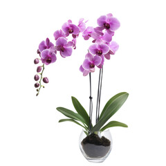 Obraz premium A vibrant purple orchid plant displayed in a clear vase, showcasing its striking blooms and lush green leaves.