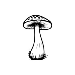 Hand-drawn Mushroom Illustration 