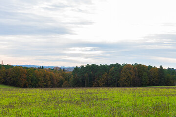 Photograph of an autumn landscape. Field with green fresh and dry gray grass. Forest with colorful leaves in the background