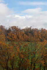 A vertical photograph of trees with yellow leaves, against which green grass can be seen. Blue sky with white clouds above the trees