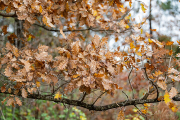 A gray tree branch with many orange leaves. Everything else is out of focus