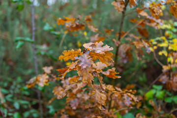 Close-up photo of a branch with golden leaves. In the background, in strong defocus, are other branches with green leaves.