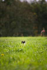 Black and white cat in a grass field looking at you thought long green grass strands, Black cat ears, North Rhine-Westphalia, Germany